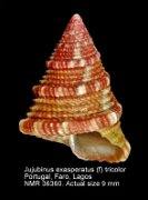 Jujubinus exasperatus (f) tricolor